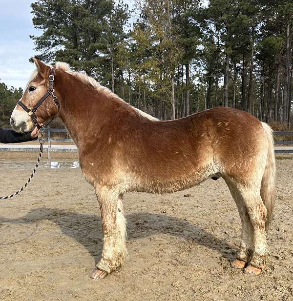 sorrel-gelding-for-sale