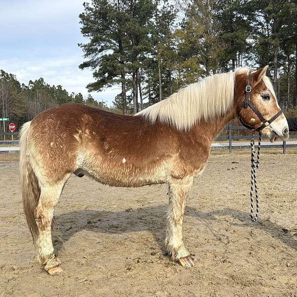 sorrel-haflinger-gelding