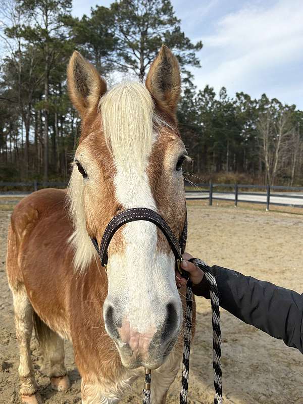 14-hand-haflinger-gelding