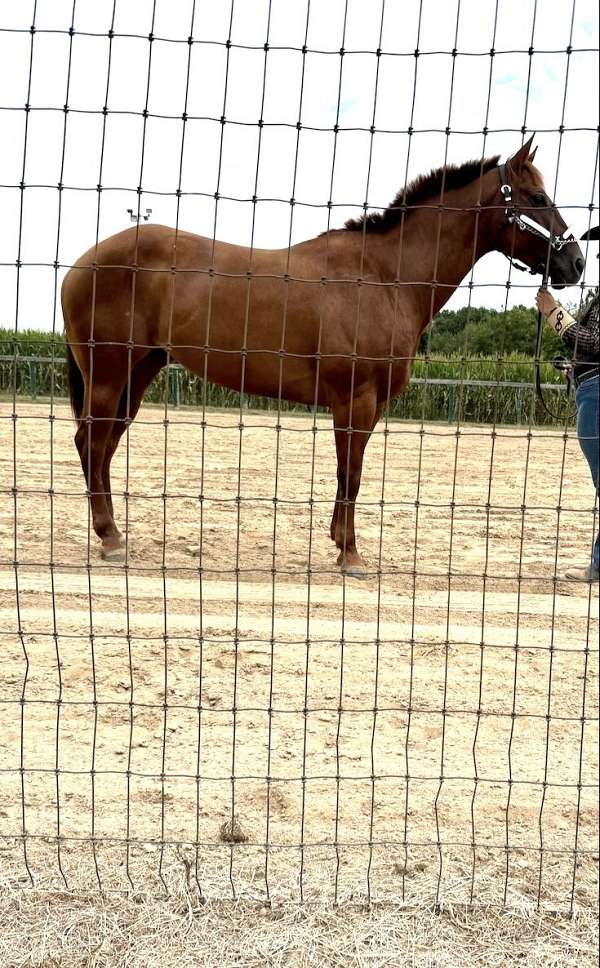 quarter-horse-mare