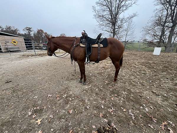 quarter-horse