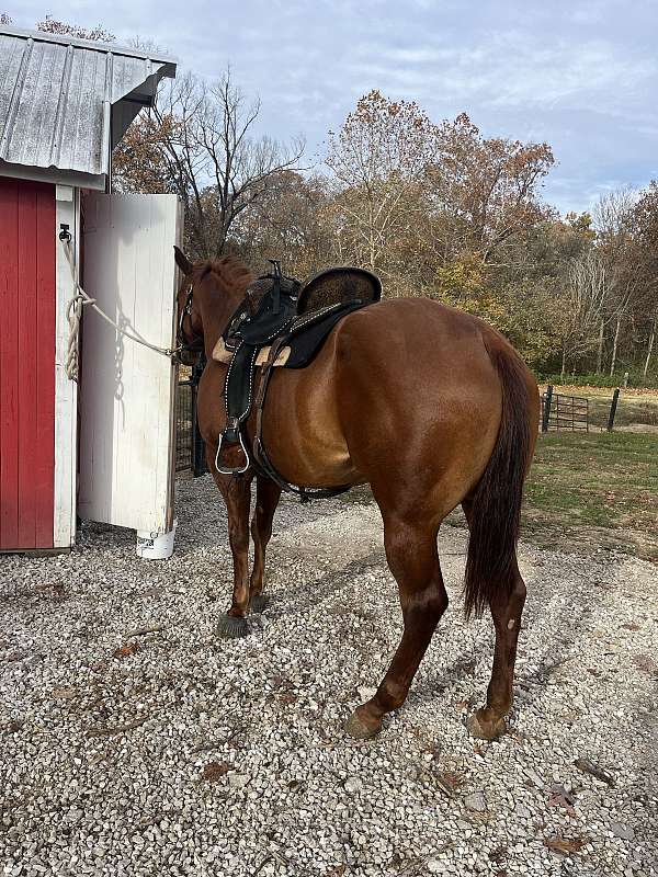 quarter-horse-for-sale