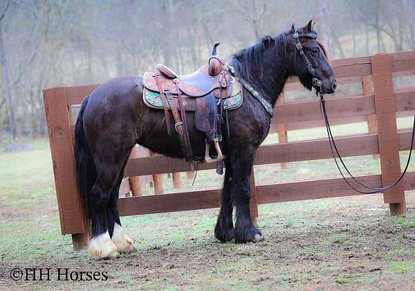 team-penning-gypsy-vanner-pony