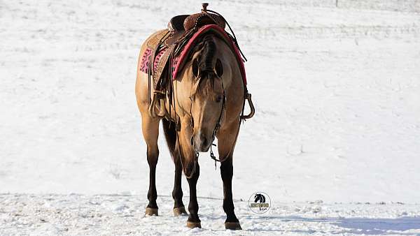 all-around-quarter-horse