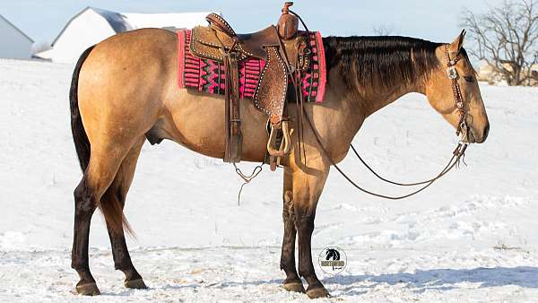 athletic-quarter-horse