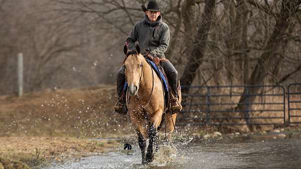 husband-safe-quarter-horse