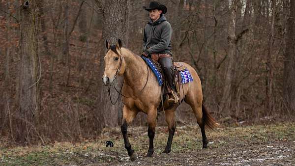 ranch-quarter-horse