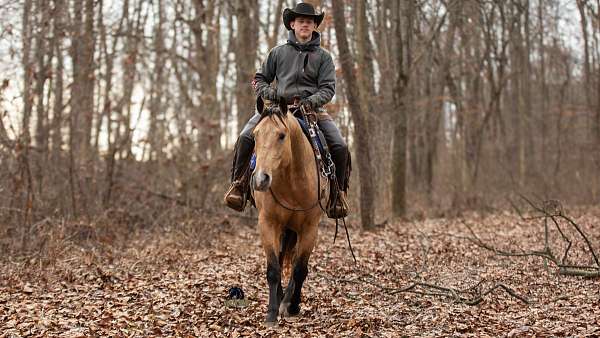 ranch-versatility-quarter-horse