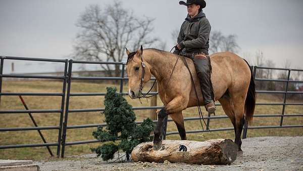 grulla-quarter-horse-gelding