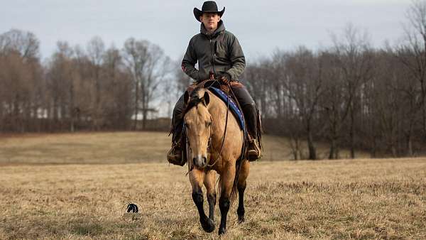 trail-quarter-horse