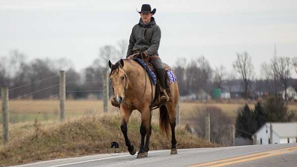 trail-riding-quarter-horse