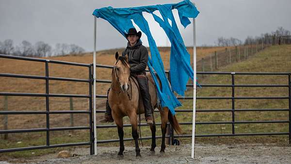 grulla-all-around-horse