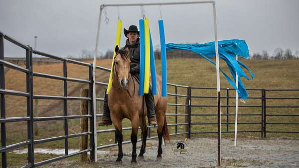 grulla-athletic-horse