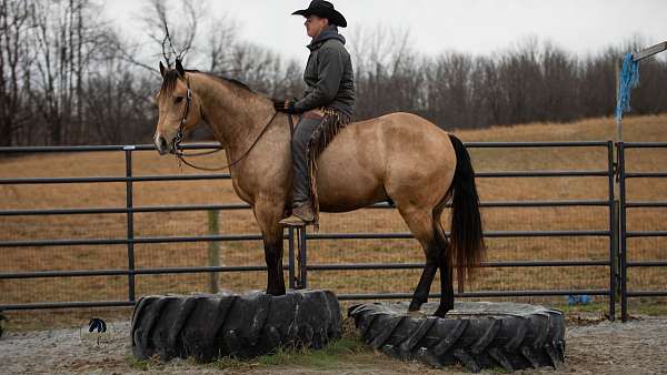 grulla-husband-safe-horse