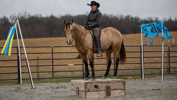 grulla-ranch-horse
