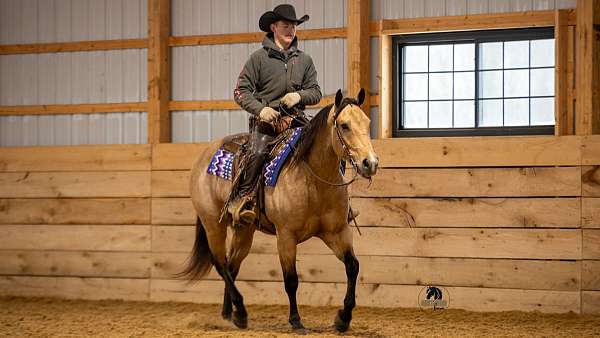 grulla-ranch-versatility-horse