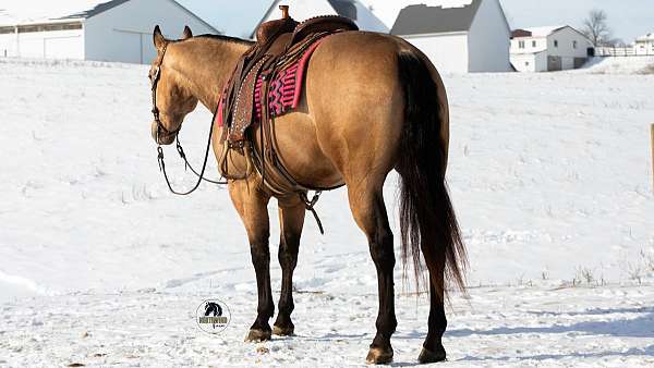 all-quarter-horse