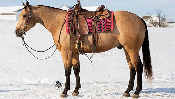 grulla-trail-horse