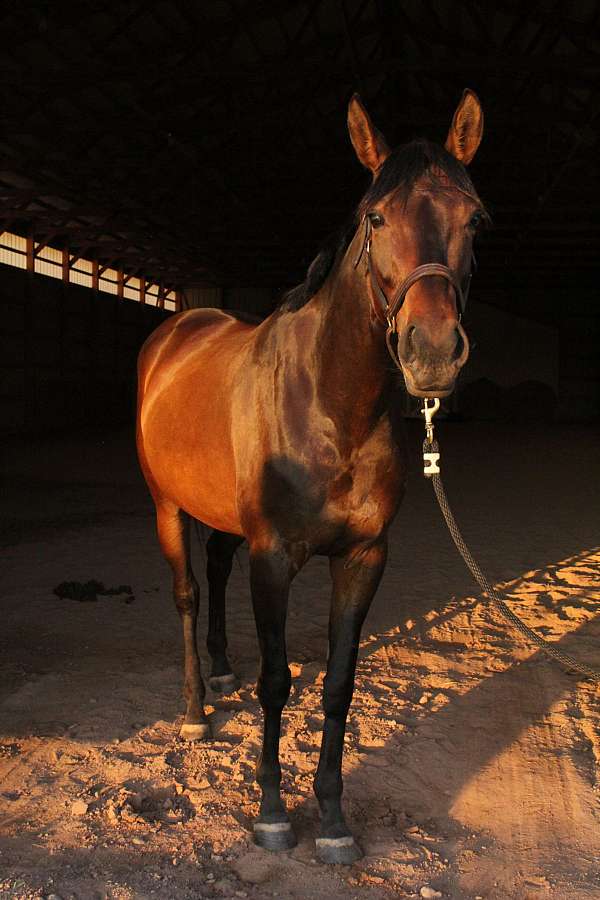 affordable-thoroughbred-horse
