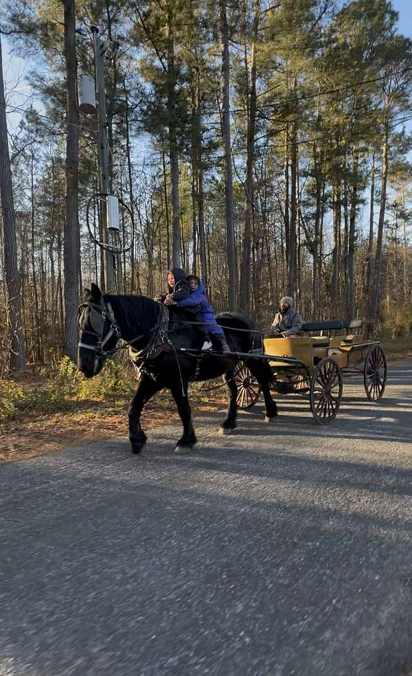 black-percheron-gelding