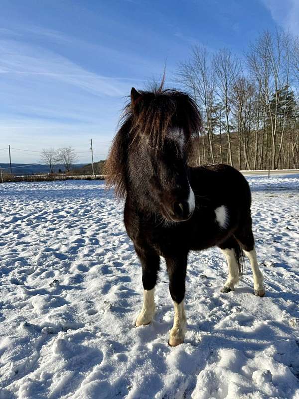 cute-pony-shetland