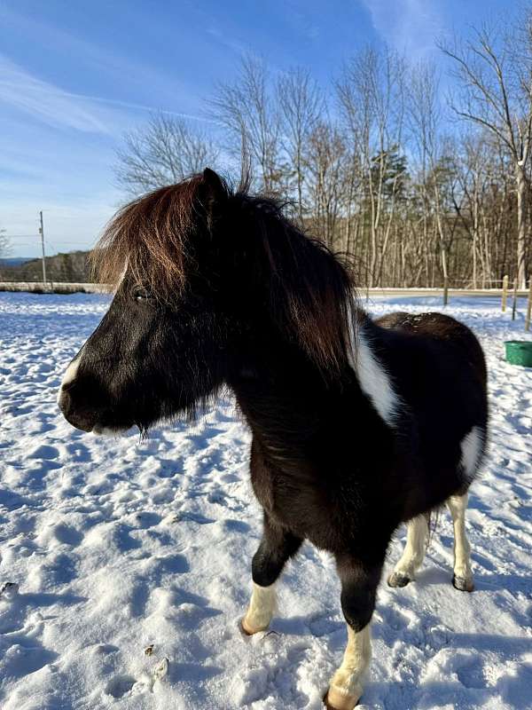 american-pony-shetland