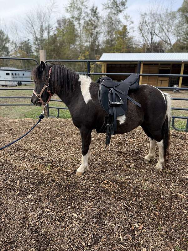 american-pony-gelding