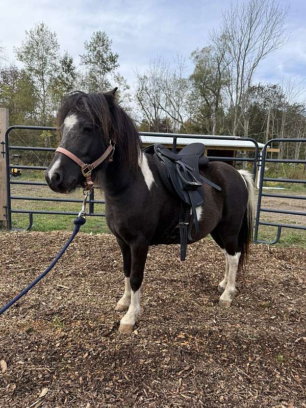 shetland-pony-thoroughbred