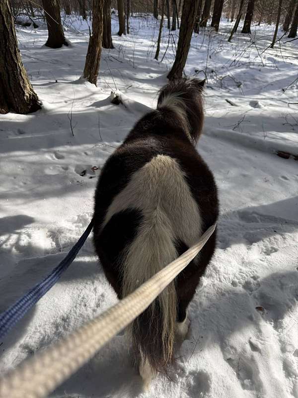 cute-pony-thoroughbred