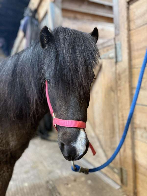 american-pony-thoroughbred