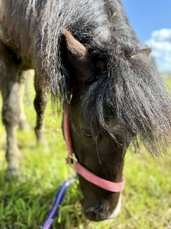 shetland-pony-gelding-mare