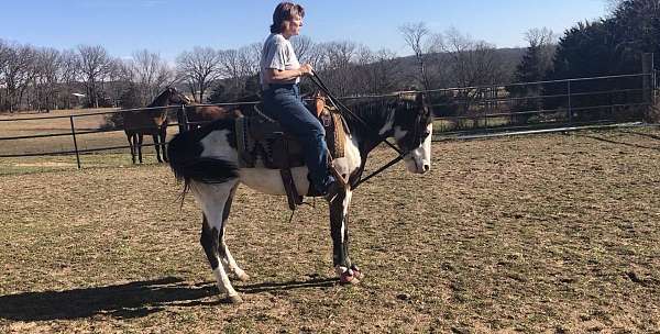 bay-overo-ptha-filly