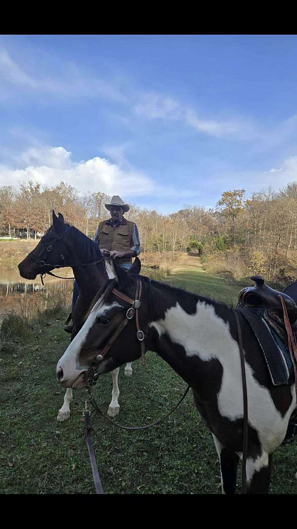bay-overo-ptha-horse