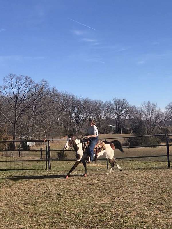 tri-color-horse