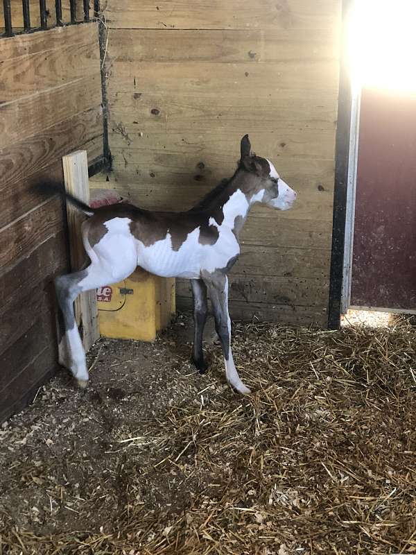 all-around-pinto-horse