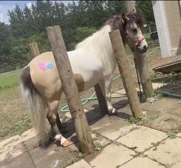 buckskin-pinto-miniature-for-sale