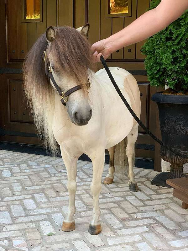 buckskin-pinto-miniature-horse