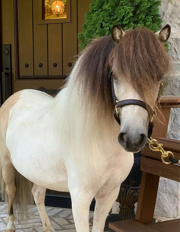 buckskin-pinto-miniature