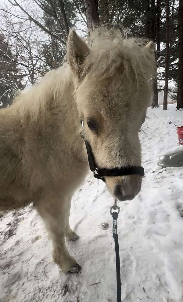 halter-working-palomino-pinto-horse