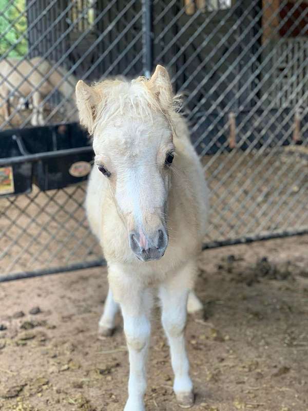 palomino-pinto-halter-working-horse