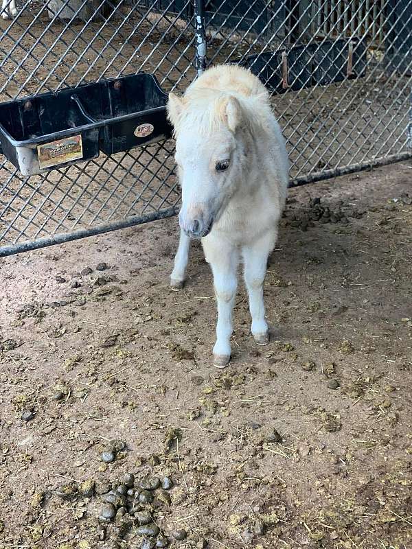 palomino-pinto-yearling-for-sale