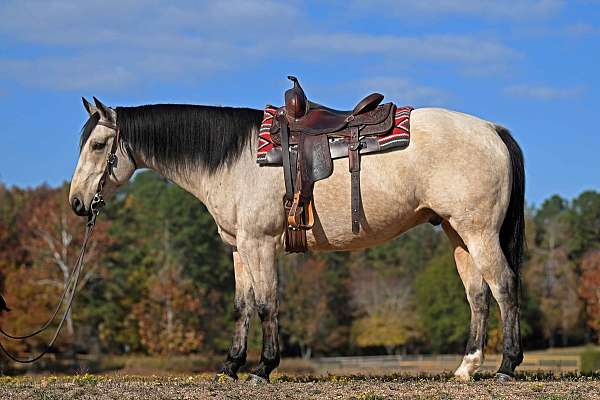 kid-safe-quarter-horse