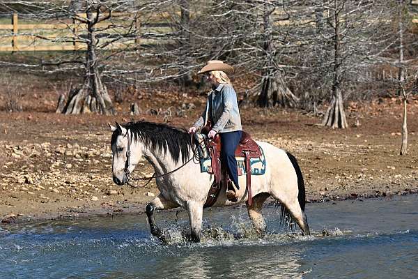 aqha-quarter-horse