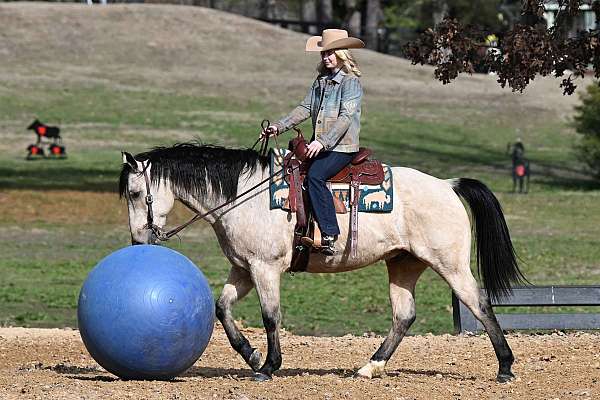 gelding-quarter-horse