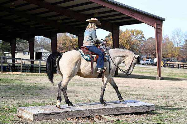 bombproof-quarter-horse