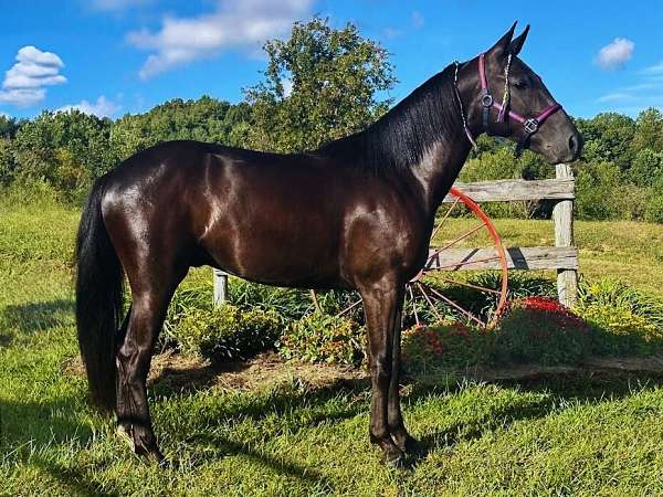 black-standardbred-gelding