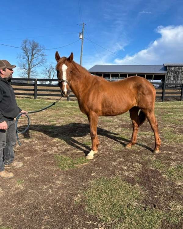 breeding-farm-thoroughbred-horse