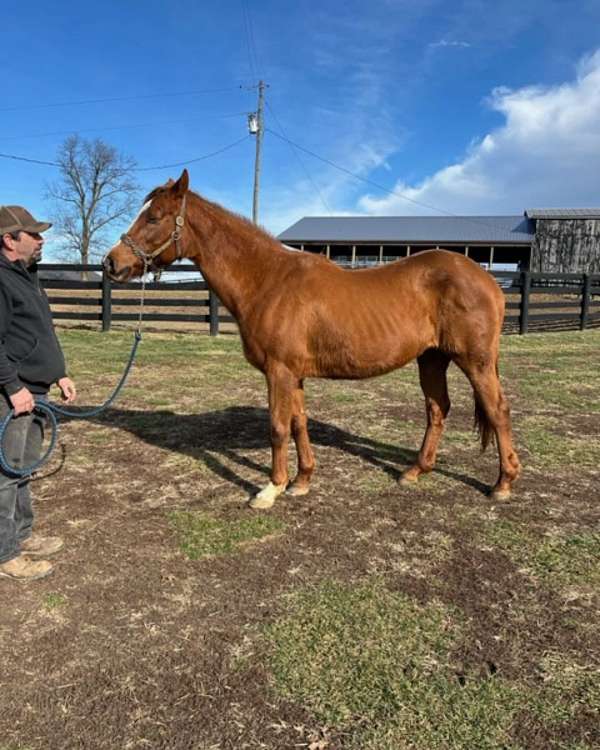 beginner-safe-broodmare