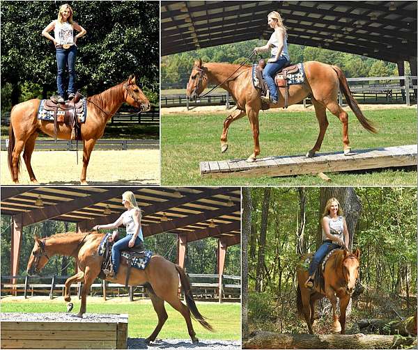 dun-quarter-horse