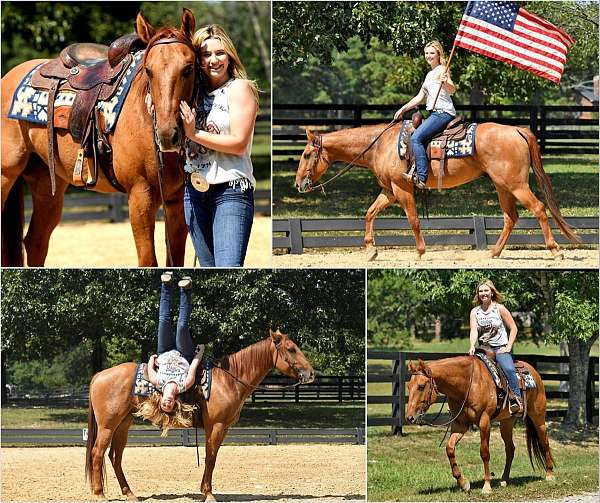 aqha-quarter-horse